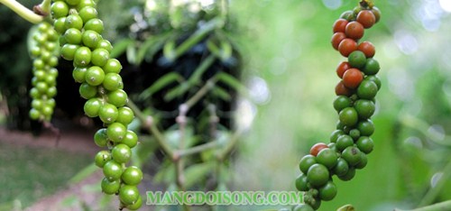 HƯỚNG DẪN MÓN THỊT BA RỌI KHO TIÊU XANH ẤM ÁP CHO MÙA LẠNH 2