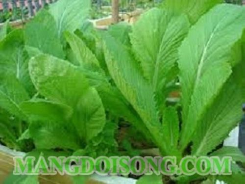 HƯỚNG DẪN NẤU CANH CẢI BẸ XANH THỊT BẰM THƠM ẤM CHO MÙA ĐÔNG 1