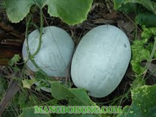KHÉO TAY LÀM MÓN MỨT BÍ ĐAO HOA BƯỞI THANH KHIẾT CHO NGÀY TẾT 1