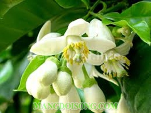 KHÉO TAY LÀM MÓN MỨT BÍ ĐAO HOA BƯỞI THANH KHIẾT CHO NGÀY TẾT 3