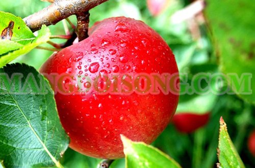 4 LOẠI TRÁI CÂY LÀM TĂNG VÒNG MỘT 3