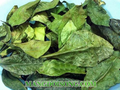 Cách làm bột trà xanh đơn giản từ lá trà xanh dùng trong thực phẩm hay làm đẹp 3
