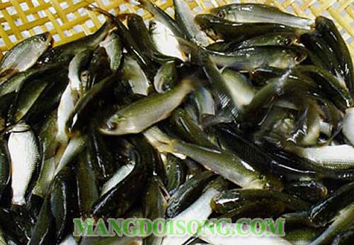 Cách làm cá linh kho tộ thơm ngon cho bữa cơm gia đình đầm ấm 1