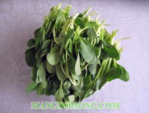Cách làm cải mầm sốt tỏi ngon thanh đạm cho bữa cơm trưa thêm mát cung cấp nhiều vitamin và chất sơ 1