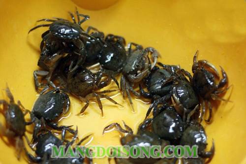 Cách làm canh cua rau đay ngon mát cho mùa hè 1