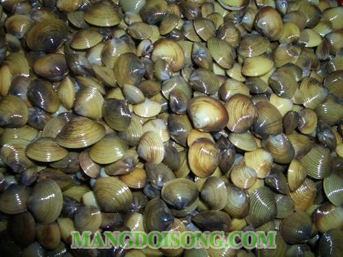 Cách làm cơm hến ngon bổ rẻ đẹp mắt cho tất cả mọi người 1