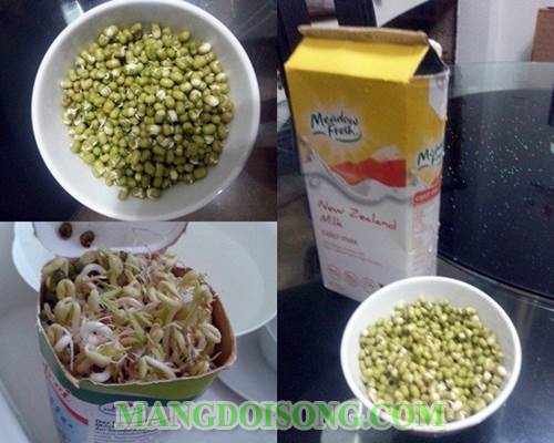 Cách làm giá đậu xanh ngon bằng cách tận dụng những vật liệu trong gia đình 2