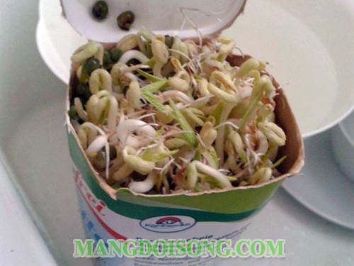 Cách làm giá đậu xanh ngon bằng cách tận dụng những vật liệu trong gia đình 3