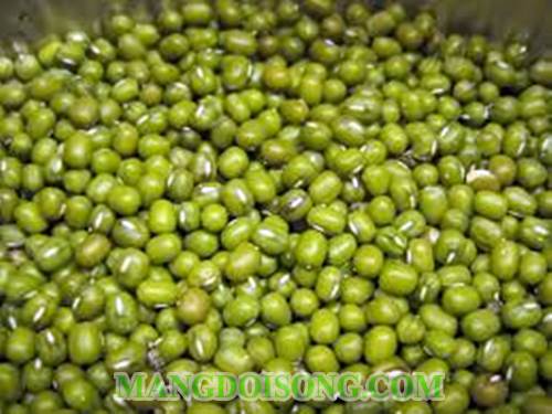 Cách làm giá đậu xanh ngon thân mập trắng ăn ngọt không hóa chất 1