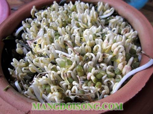 Cách làm giá đậu xanh ngon thân mập trắng ăn ngọt không hóa chất 3