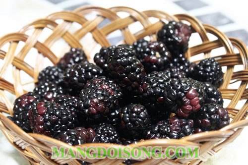 Cách làm kem dâu tằm ngon vừa giải nhiệt mùa hè vừa kích thích tăng vòng một cho các chị em 6