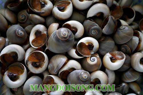 Cách làm ốc mỡ xào me thơm ngon chua cay tại gia 1