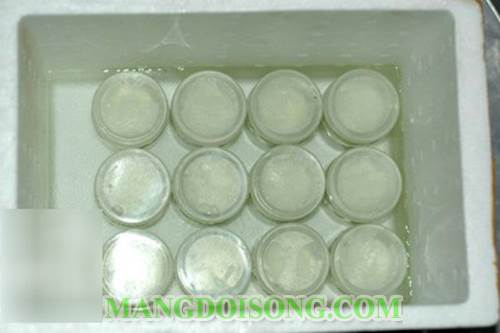 Cách làm sữa chua đơn giản nhất không cần máy ủ cho gia đình bạn 3