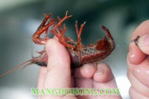 Cách làm tôm càng hấp mướp hương ngon ngọt thanh mát đẹp mắt như trong nhà hàng chấm với nước tương mù tạt sảng khoái trong chiều hè 2