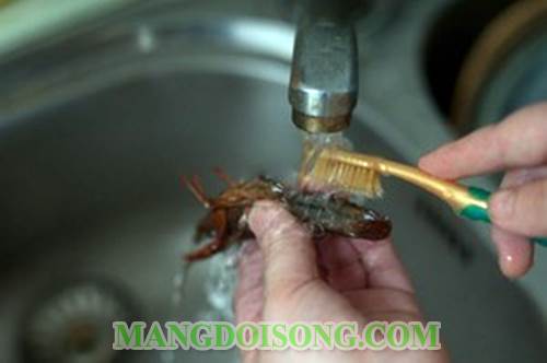 Cách làm tôm càng hấp mướp hương ngon ngọt thanh mát đẹp mắt như trong nhà hàng chấm với nước tương mù tạt sảng khoái trong chiều hè 3