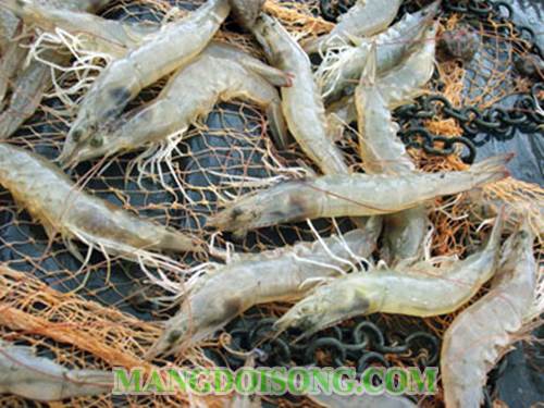 Cách làm tôm cuốn hành hương măng tây chấm sốt mù tạt dùng để khai vị cho bữa tiệc tại gia thêm ngon 1