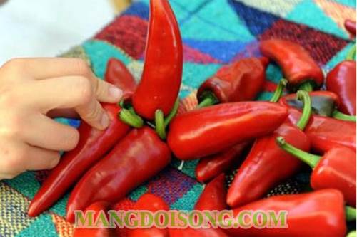 Cách làm tôm nhồi ớt ngọt thơm nồng hương vị ngon ngất ngây cho bữa nhậu thêm thú vị 1