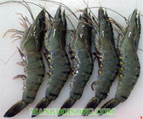 Cách làm tôm rang muối sả thơm ngon hấp dẫn ngay từ miếng đầu tiên với cách chế biến nhanh gọn lẹ 1