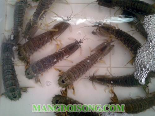 Cách làm tôm tích hấp bia muối tiêu xanh thơm ngon như nhà hàng năm sao ăn mê say 1