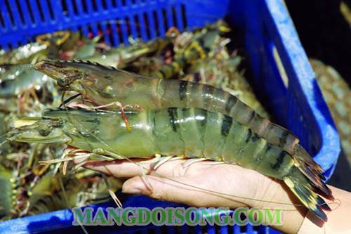 Cách nấu canh tôm bí đao ngon ngọt mát làm dịu ngay cái nóng của trưa hè mà các bé rất thích 1