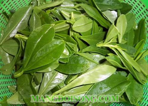 Cách nấu canh tôm rau sam ngon mát cho những mẹ thiếu sữa đơn giản mà hiệu quả 1