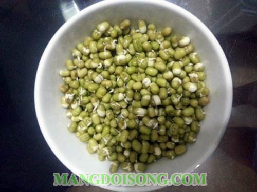 Cách trồng giá đậu xanh ngon đơn giản mà hiệu quả nhất 1