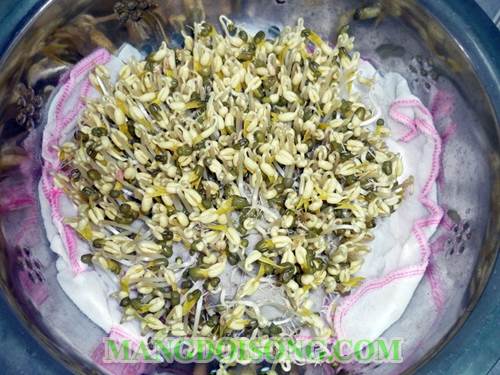 Cách trồng giá đậu xanh ngon đơn giản mà hiệu quả nhất 2