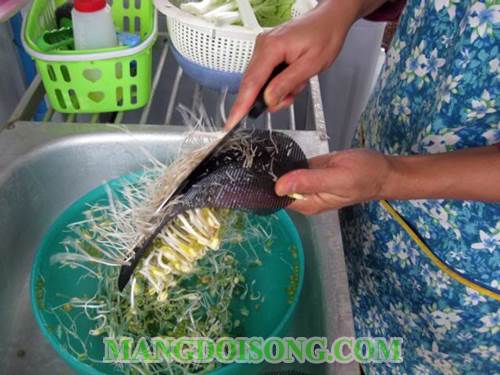 Cách trồng giá đậu xanh ngon đơn giản mà hiệu quả nhất 3