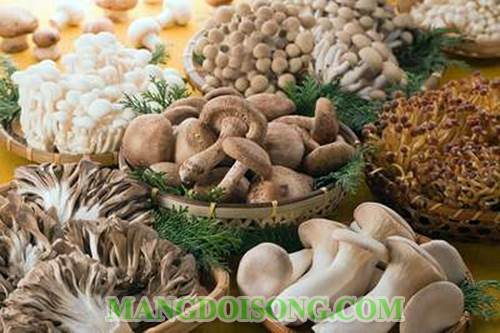 Cách làm bún nấm khổ qua chay thơm ngon đơn giản dùng làm bữa điểm tâm sáng đầu tháng nhiều may mắn 2