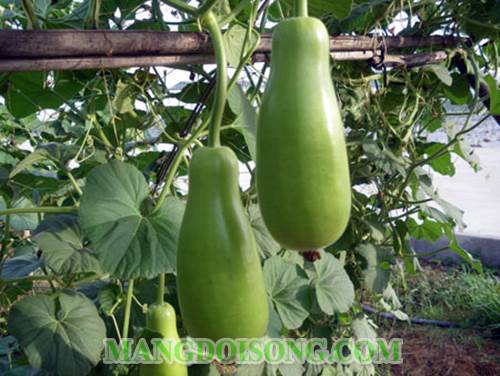 Cách làm gỏi bầu chay ngon đẹp mắt như trong nhà hàng cho bữa cơm ngày rằm thêm ngon 1