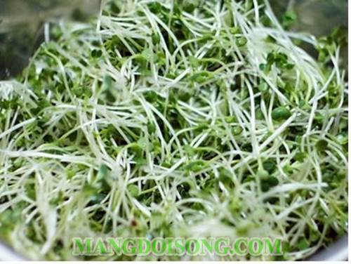 Cách làm gỏi bò rau mầm chua cay ngon ơi là ngon ăn hoài mà không ngán cho bữa cơm ngày hè 1