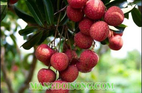 Cách làm nước ép vải thơm ngon bổ dưỡng đẹp da dáng chuẩn dùng để giải nhiệt mùa hè 1