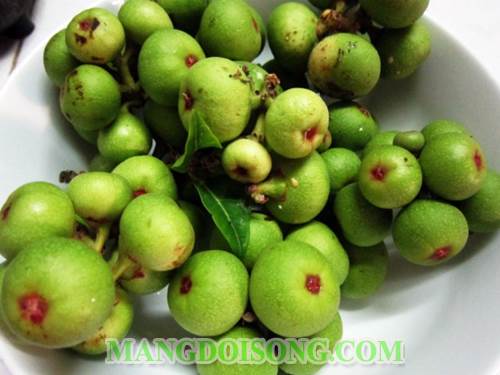 Cách làm sung muối giòn ngon dùng làm món ăn ngon cho bữa cơm gia đình để lâu không bị hỏng 1