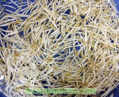 Cách muối dưa giá ngon giòn dùng được ngay sau một ngày chế biến bảo quản được lâu không hỏng 2