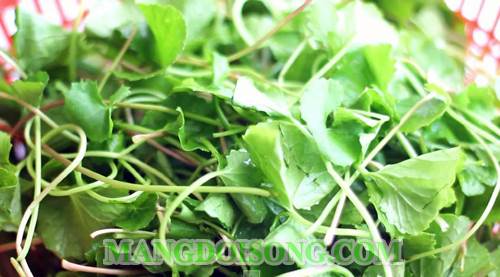 Cách nấu canh rau má tôm bằm ngon ngọt mát làm xua tan cái nắng nóng oi bức của mùa hè 1