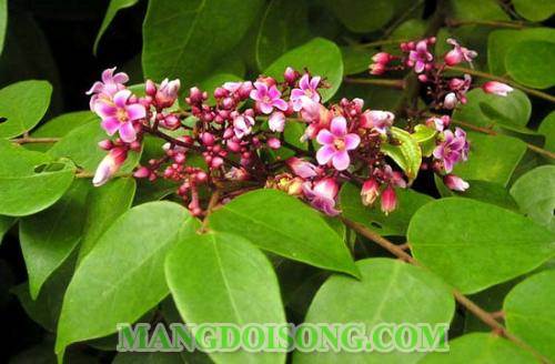 Cách nhổ lông vịt sạch nhanh khử mùi hôi của vịt và cách chặt thịt cho khỏi dai đơn giản theo kinh nghiệm truyền thống mang lại hiệu quả cao nhất 2