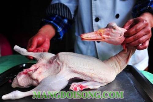 Cách nhổ lông vịt sạch nhanh khử mùi hôi của vịt và cách chặt thịt cho khỏi dai đơn giản theo kinh nghiệm truyền thống mang lại hiệu quả cao nhất 3