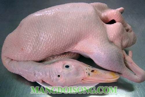 Cách nhổ lông vịt sạch nhanh khử mùi hôi của vịt và cách chặt thịt cho khỏi dai đơn giản theo kinh nghiệm truyền thống mang lại hiệu quả cao nhất 2
