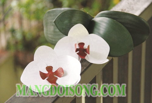 Cách làm hoa Lan Hồ Điệp handmade cho Bảo Bình 1