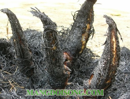 Cách làm cá lóc nướng trui ngon cúng ngày thần tài 4