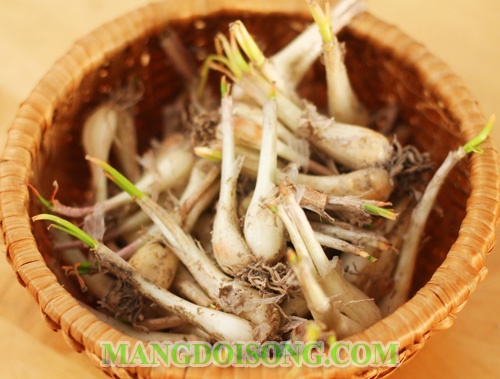 Cách làm củ kiệu chua ngọt ngon giòn không hăng cho ngày tết 1
