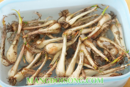 Cách làm củ kiệu chua ngọt ngon giòn không hăng cho ngày tết 2