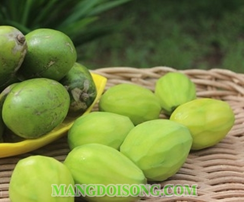 Cách làm ô mai cóc gừng ngon nồng vị dùng để ăn vặt giải cảm trị ho ngày giao mùa 2