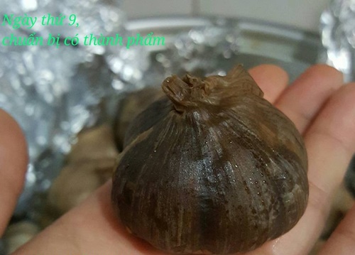 Cách làm tỏi đen tại nhà bằng bia với nồi cơm điện đơn giản chuẩn nhất dùng để chữa bệnh 11