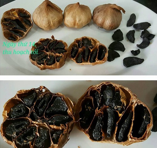 Cách làm tỏi đen tại nhà bằng bia với nồi cơm điện đơn giản chuẩn nhất dùng để chữa bệnh 16