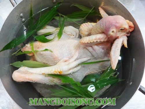 Cách luộc gà ngon để cúng đẹp mắt da giòn vàng đều không bị nứt cho ngày tết ngày rằm 4