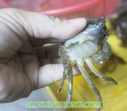 Cách nấu bánh canh cua lột ngon đặc sản Cam Ranh món ngon không thể bỏ qua vào cuối tuần 6