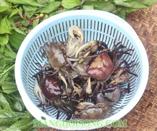 Cách nấu canh cua đồng rau đay mướp thơm ngon cho cả nhà ăn mê say 1