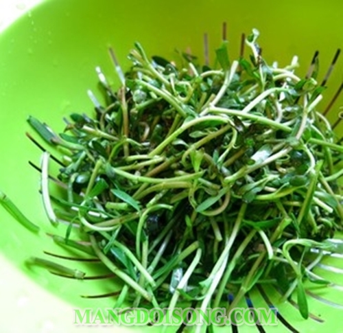 Cách nấu canh rau đắng tôm tươi thơm mát bổ dưỡng cho bữa ăn gia đình thêm phong phú 3