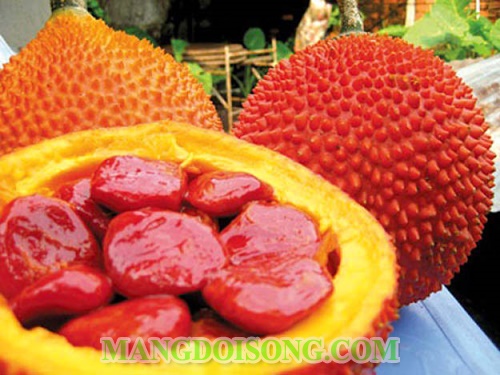 Cách nấu dầu gấc tại nhà nguyên chất với dầu dừa đơn giản dùng làm đẹp hoặc bổ sung vi chất cho bé 3